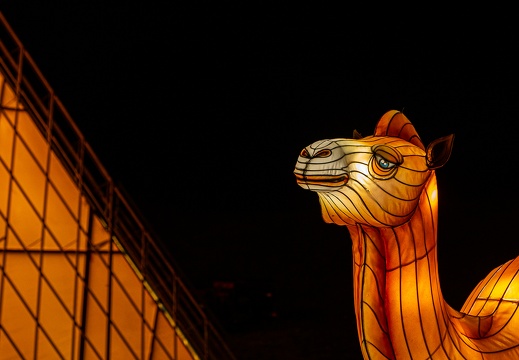 Lantern-2470