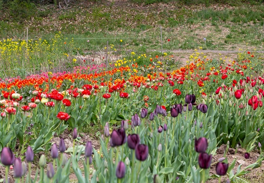 Tulips-9535