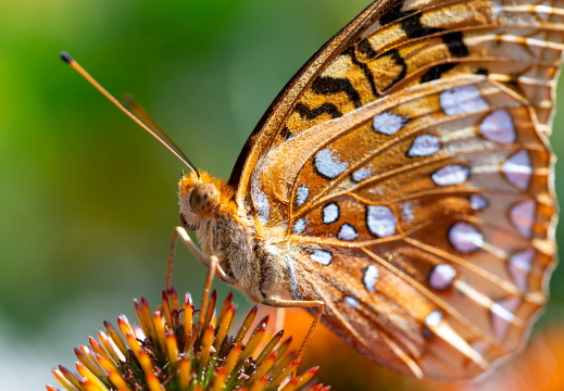 Butterfly-5479