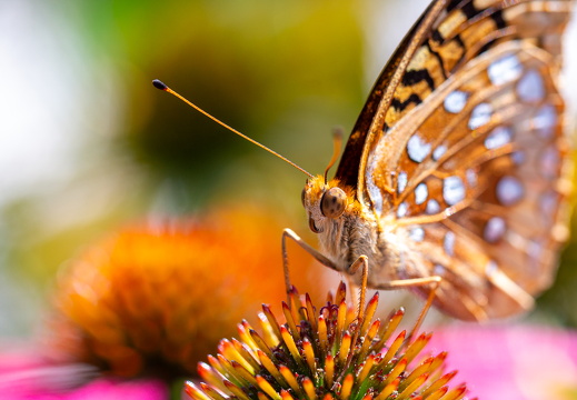 Butterfly-5481